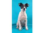 Adopt Paula a Border Collie, Mixed Breed