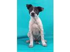 Adopt Padme a Border Collie, Mixed Breed