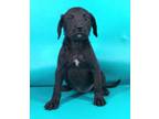 Adopt Fuchsia a Shih Tzu, Labrador Retriever