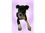 Adopt Katrice a Smooth Fox Terrier, Mixed Breed