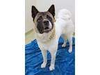 Adopt Kita a Akita, Mixed Breed