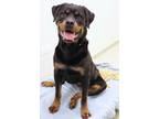 Adopt Smoke a Rottweiler, Mixed Breed