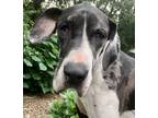 Adopt Harlequin Harlene a White - with Gray or Silver Great Dane / Mixed dog in