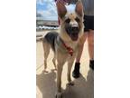 Adopt Jenny a German Shepherd Dog