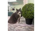 Adopt Indigo a Domestic Short Hair