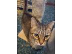 Adopt Snickers a Domestic Short Hair