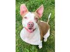 Adopt Elizabeth a Pit Bull Terrier, Mixed Breed