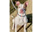 Adopt Elizabeth a Pit Bull Terrier, Mixed Breed