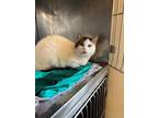 Adopt Porch Cat a Domestic Short Hair