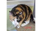 Adopt Lacey a Calico