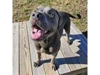 Adopt Helga a Labrador Retriever, Staffordshire Bull Terrier