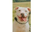 Adopt Molly a American Staffordshire Terrier