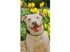 Adopt Molly a American Staffordshire Terrier