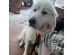 Adopt Duchess a Great Pyrenees