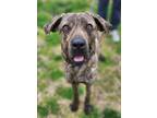 Adopt Boo (HW-) a Mastiff, Mixed Breed