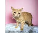 Adopt Teenage Megasonic Warhead a Domestic Short Hair