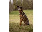 Adopt TIGRESS a German Shepherd Dog, Mixed Breed