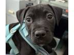 Adopt Ebony *our favorite black beauty* a Pit Bull Terrier, Labrador Retriever