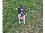 Adopt INDY a Staffordshire Bull Terrier
