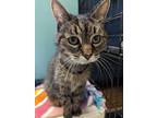 Adopt BABBETT a Domestic Short Hair, Tiger