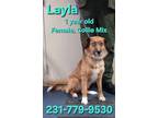Adopt LAYLA a Collie