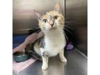 Adopt Boo a Domestic Short Hair