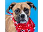 Adopt MANON a Boxer, Mixed Breed