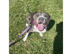 Adopt Lavinia a Pit Bull Terrier, Mixed Breed