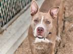 Adopt FLO a Pit Bull Terrier