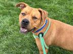 Adopt PHILLY a Pit Bull Terrier