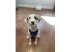 Adopt Millie Mae a Parson Russell Terrier