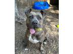 Adopt Lonnie a Staffordshire Bull Terrier