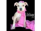 Adopt Kellogg a Labrador Retriever, Mixed Breed