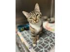 Adopt Valentina a Domestic Short Hair