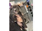 Adopt Bean a Labrador Retriever, Mixed Breed