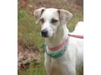 Adopt Misty 23 a Mixed Breed