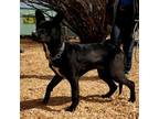 Adopt Carey a Border Collie, Belgian Shepherd / Malinois