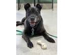 Adopt ABBY a Labrador Retriever, Pit Bull Terrier