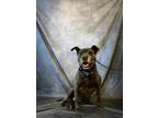 Adopt ABBY a Labrador Retriever, Pit Bull Terrier