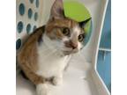 Adopt Cry Baby a Domestic Short Hair