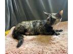 Adopt Hilda a Domestic Short Hair