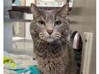 Adopt DREAMY a Domestic Short Hair