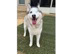 Adopt Nova a Siberian Husky