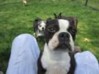 Adopt Tilly in MN a Boston Terrier