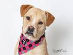 Adopt EMMIE a Labrador Retriever, Mixed Breed