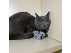 Adopt Bella a Domestic Short Hair