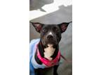 Adopt Kiss a Pit Bull Terrier