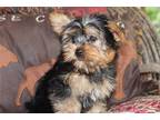 Yorkshire Terrier Puppy for sale in Springfield, MO, USA