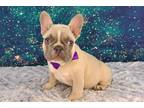 French Bulldog Puppy for sale in Tulsa, OK, USA
