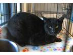 Adopt Batty a Domestic Short Hair